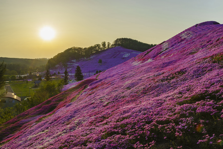 The beautiful pink Shiba Sakura at Hokkaido, Japan around sunsetのeditorial素材