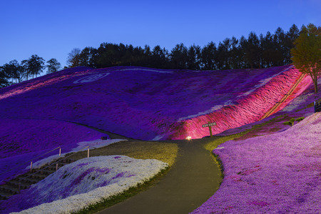 The beautiful pink Shiba Sakura at Hokkaido, Japan around twilightのeditorial素材