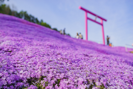 Macro view of  the beautiful pink Shiba Sakura at Hokkaido, Japanのeditorial素材