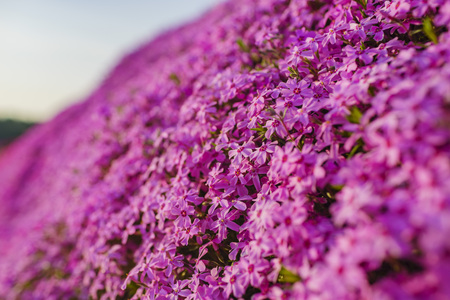 Macro view of  the beautiful pink Shiba Sakura at Hokkaido, Japanのeditorial素材