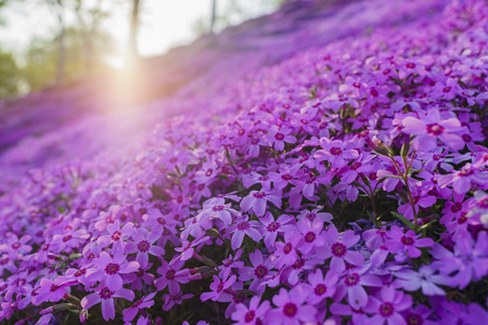 Macro view of  the beautiful pink Shiba Sakura at Hokkaido, Japanのeditorial素材