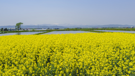 Yellow brassica blossom at Takinoue, Hokkaido, Japanのeditorial素材