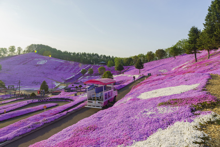 The beautiful pink Shiba Sakura at Hokkaido, Japanのeditorial素材