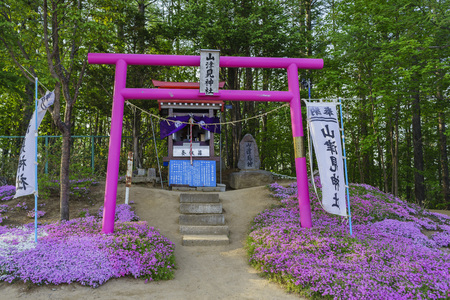 The beautiful pink Shiba Sakura at Hokkaido, Japanのeditorial素材
