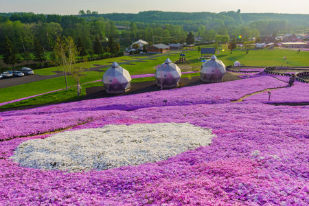 The beautiful pink Shiba Sakura at Hokkaido, Japan around sunsetのeditorial素材