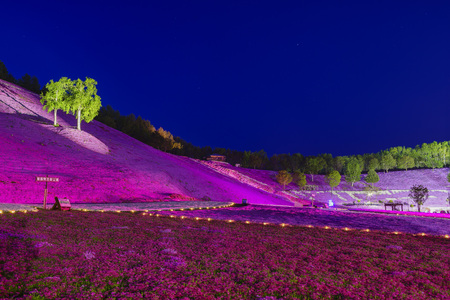 The beautiful pink Shiba Sakura at Hokkaido, Japan around twilightのeditorial素材