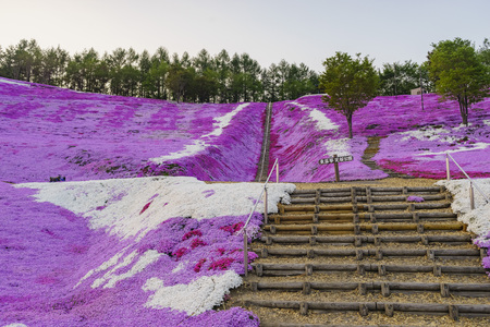 The beautiful pink Shiba Sakura at Hokkaido, Japan around sunsetのeditorial素材