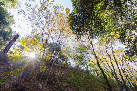 fall color of Switzer Falls Trail, Los Angeles, Californiaの写真素材