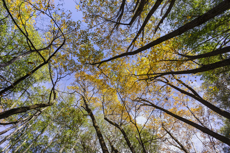 fall color of Switzer Falls Trail, Los Angeles, Californiaの写真素材
