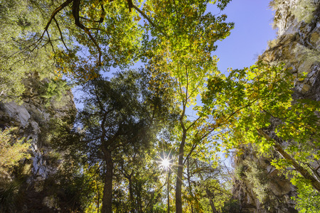 fall color of Switzer Falls Trail, Los Angeles, Californiaの写真素材