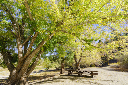 Beautiful Maple tree fall color of Jackson Lake, Valyermo, Los Angeles County, Californiaの写真素材