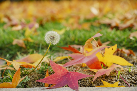 Beautiful Taraxacum and colorful maple leaves, saw at Temple City, Californiaの写真素材