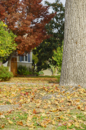 Beautiful maple tree with fall color in front of a house, saw at Temple Cityの写真素材