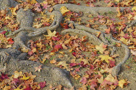 Beautiful colorful maple leaves on ground with tree root, saw at Temple Cityの写真素材