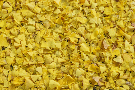 Beautiful ginkgo yellow leaves fill the ground to yellow, saw at Temple Cityの写真素材
