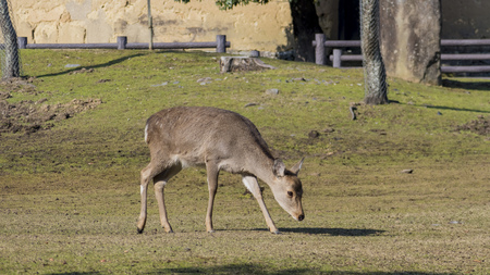 Close up view of a deer on the grasslandの写真素材