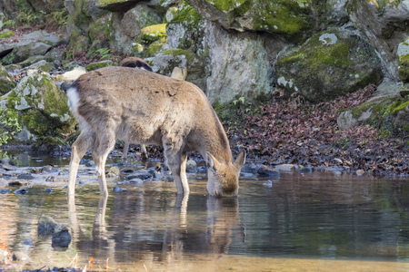 Close up view of a deer drinking waterの写真素材