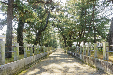 The straight walkway with trees along the sideの写真素材