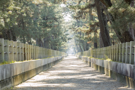 The straight walkway with trees along the sideの写真素材