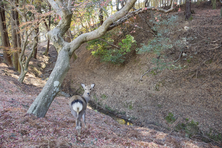 Close up view of a deer in the woodsの写真素材