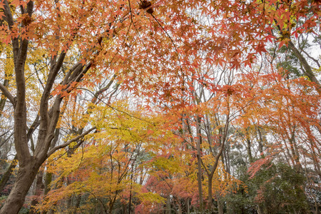 Red maple leavesの写真素材