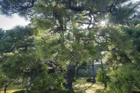 pine treesの写真素材