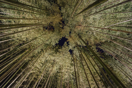 Bamboo road and light festival in Arashiyama area at night, Japanの写真素材
