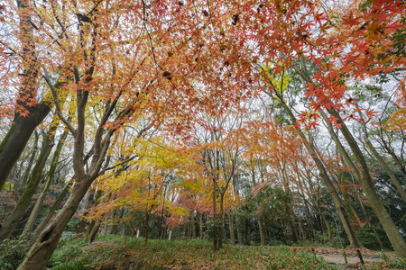 Red maple leavesの写真素材