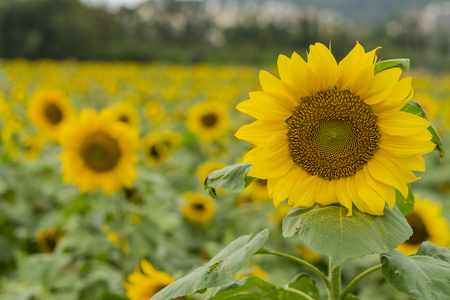 Close up shoot of Sunflower farm,  Taiwanの写真素材