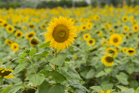 Close up shoot of Sunflower farm,  Taiwanの写真素材