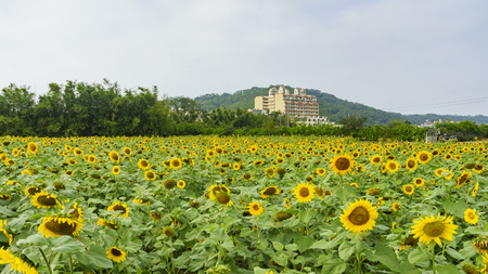 Close up shoot of Sunflower farm, Taiwanのeditorial素材