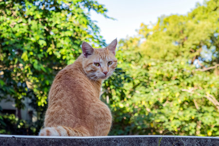 Wild cat staring at you,  Taipeiの写真素材