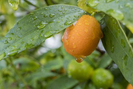 Mature, juice California orange growing on the tree with water dropsの写真素材