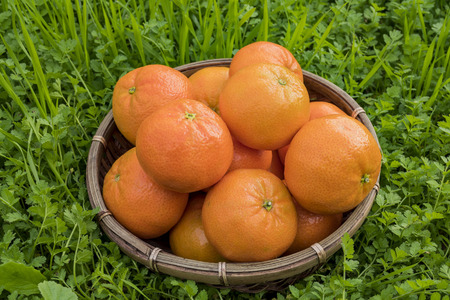 Many juice California orange pack in the bamboo basket at home gardenの写真素材