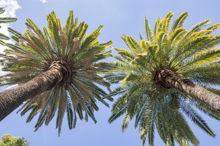 Beautiful palm trees saw at Temple City, California, USAの写真素材