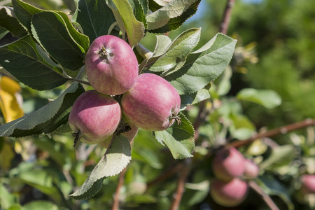 Mature juice California Apple hanging on the tree, saw at Temple Cityの写真素材