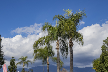 Beautiful palm trees saw at Temple City, California, USAの写真素材