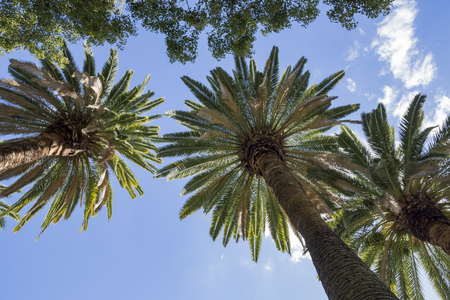 Beautiful palm trees saw at Temple City, California, USAの写真素材