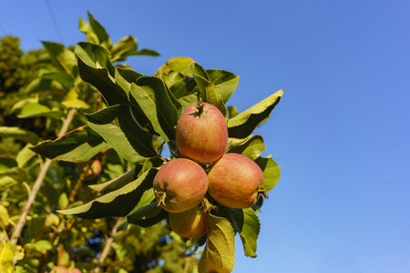 Mature juice California Apple hanging on the tree, saw at Temple City near sunset timeの写真素材