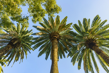 Beautiful palm trees saw at Temple City, California, USAの写真素材
