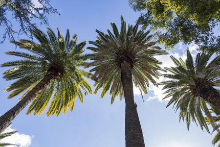 Beautiful palm trees saw at Temple City, California, USAの写真素材
