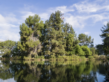 Tree and reflection at Ernest E. Debs Regional Park, Los Angelesの写真素材