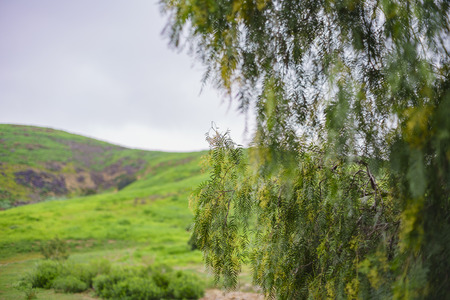 nature landscape on Ascot Hills Park, Los Angeles, Californiaの写真素材
