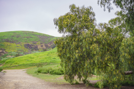 nature landscape on Ascot Hills Park, Los Angeles, Californiaの写真素材