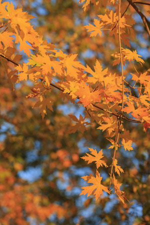 fall color over Oak Glen area, Los Angeles County, Californiaの写真素材