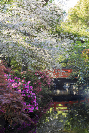 Rhododendron blossom at Descanso Garden, Los Angeles, Californiaのeditorial素材