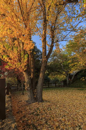 fall color over Oak Glen area, Los Angeles County, Californiaの写真素材