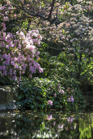 Rhododendron blossom at Descanso Garden, Los Angeles, Californiaのeditorial素材