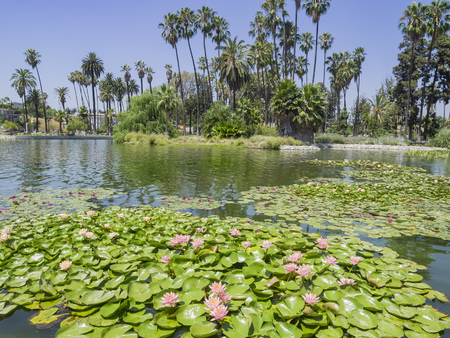 The Echo Park Lake, Los Angeles, Californiaの写真素材