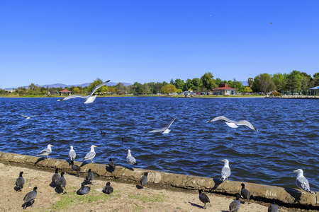 Big group of Black coot at Lake Balboa, Los Angeles, Californiaの写真素材